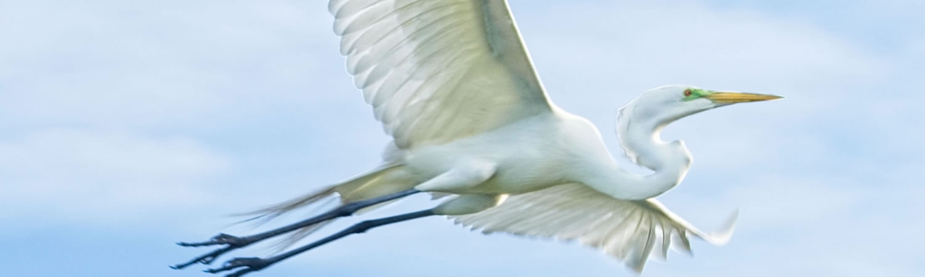 Ad ogni volo è legato il filo dell’infinito.